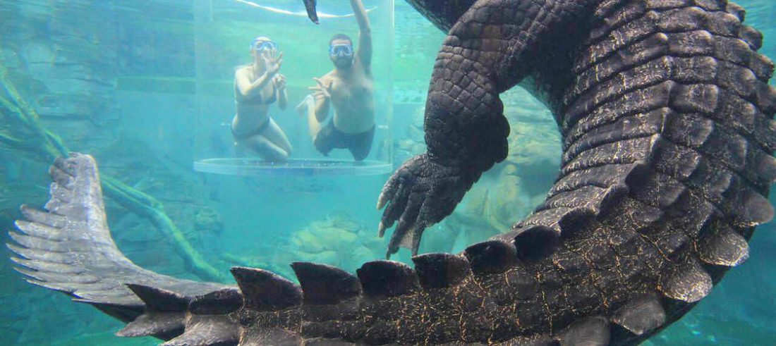 Crocodiles-Northern-Territory-Rebrand
